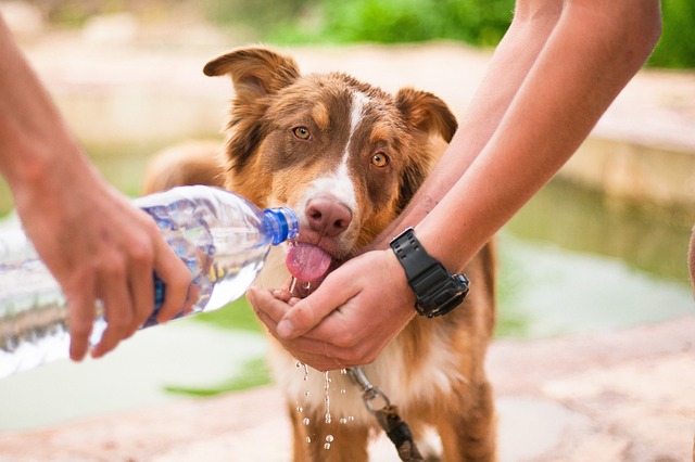 pes a voda