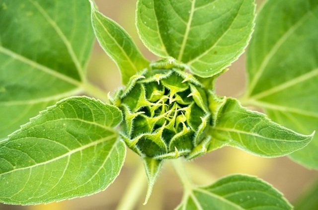 obrázek kratomu